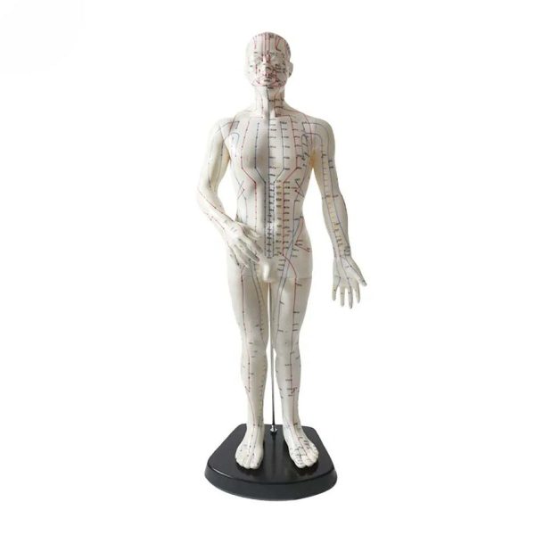 Human Acupuncture Male (Skeleton)