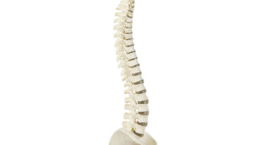 Human Vertebral Colum And Pelvis(skeleton)