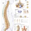 Human Spine Disorders Anatomical chart
