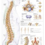 Human Spine Disorders Anatomical Chart