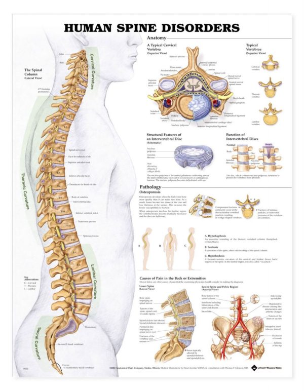 Full human body anatomy chart paper