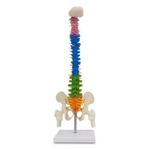 Human Vertebral Colum And pelvis(Skeleton)