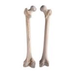 Skeleton