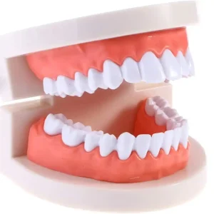 Dental Teeth Model for Accurate Diagnosis