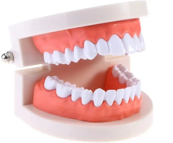 Dental Teeth Model for Accurate Diagnosis