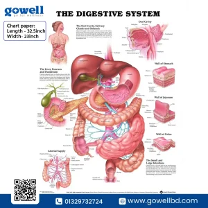 the Digestive System Model for Learning