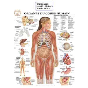Human Body Organs Chart for Learning