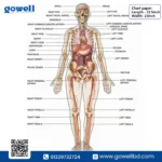 Human Anatomy Chart