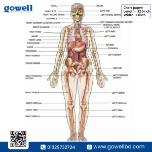 Human Anatomy Chart