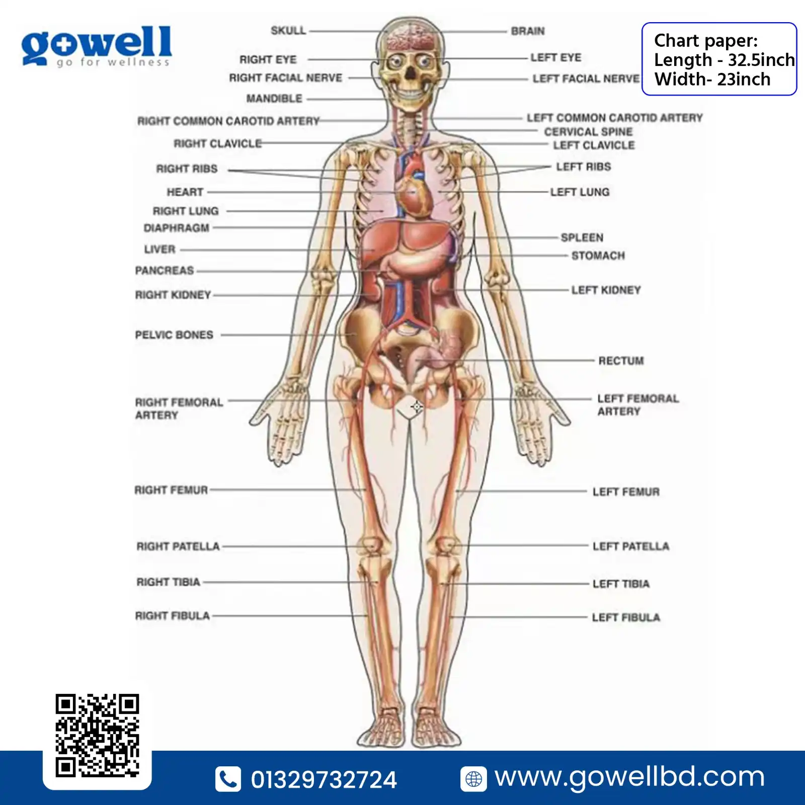 Human Anatomy Chart