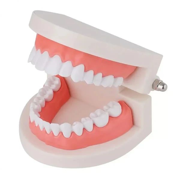 Dental Teeth Model for Educational Use
