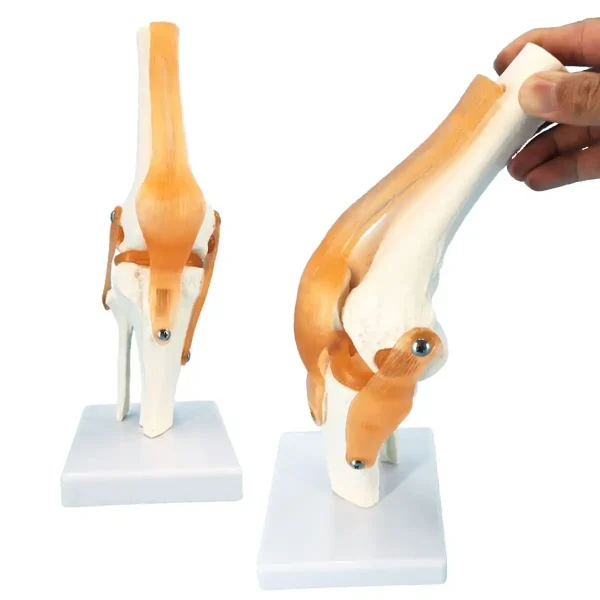 Detailed Ligaments of Knee Joint