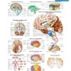 Human Brain Anatomy Poster – Detailed Medical Chart For Clinics, Schools & Labs