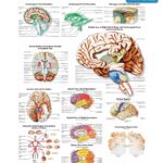 Human Brain Anatomy Poster – Detailed Medical Chart For Clinics, Schools & Labs