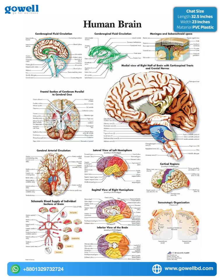 Human Brain Anatomy Poster – Detailed Medical Chart For Clinics ...