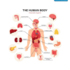 Human Internal Organs Poster — Detailed Anatomy Chart