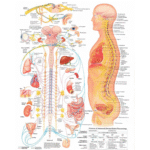 Autonomic Nervous System Poster — Detailed Ans Chart