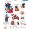 Human Heart Poster — Anatomy, Physiology & Conduction Chart