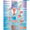 Birth Control Poster — Detailed Contraception Chart