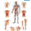 The Vascular System Poster — Arteries & Veins Chart