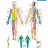 Spinal Nerves Poster — Dermatome & Nerve Pathway Chart