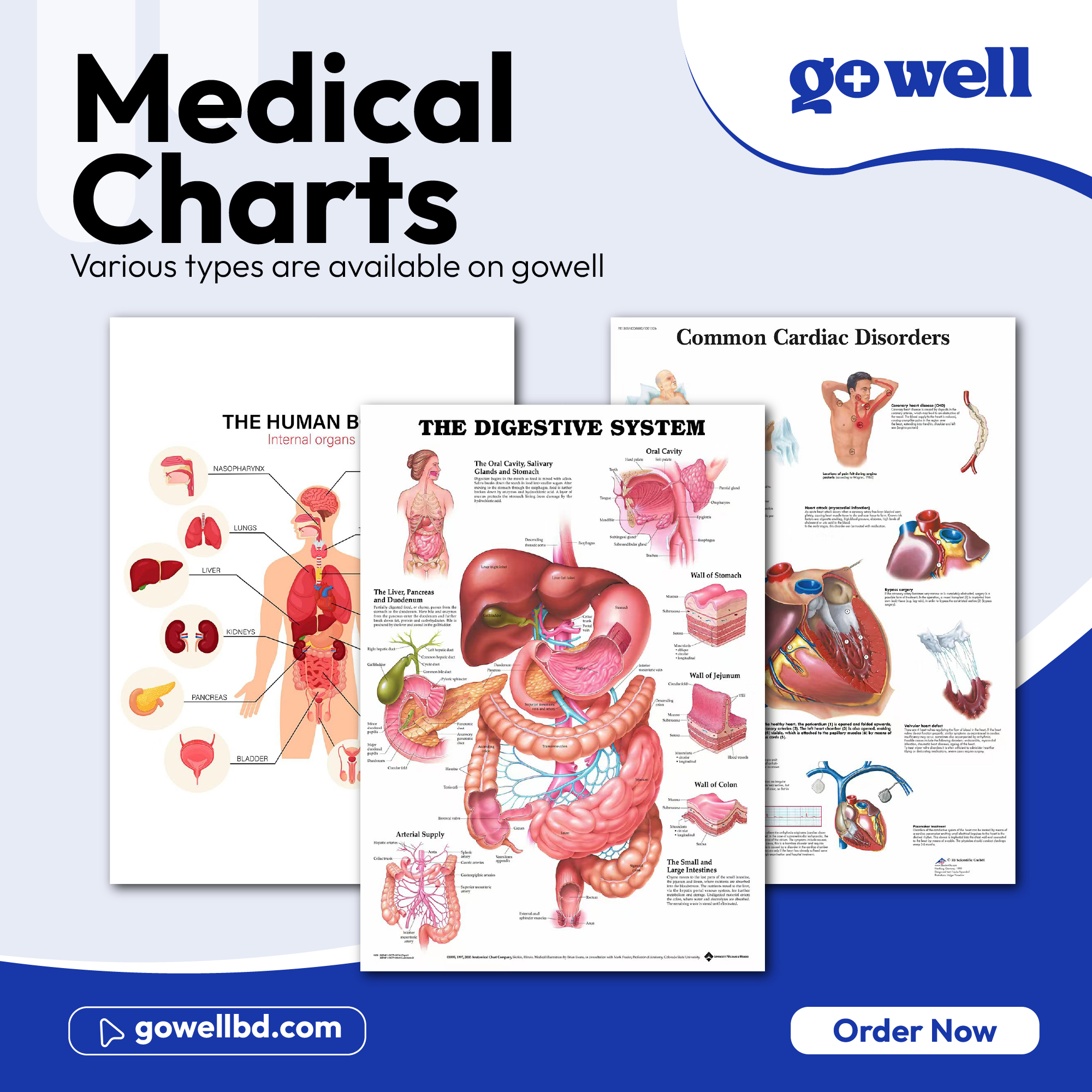 Medical Human Chart Medical Chart Human Body