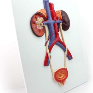 51XrWYiJUxL AC SL1001