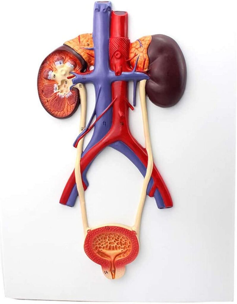Human Urinary System Model
