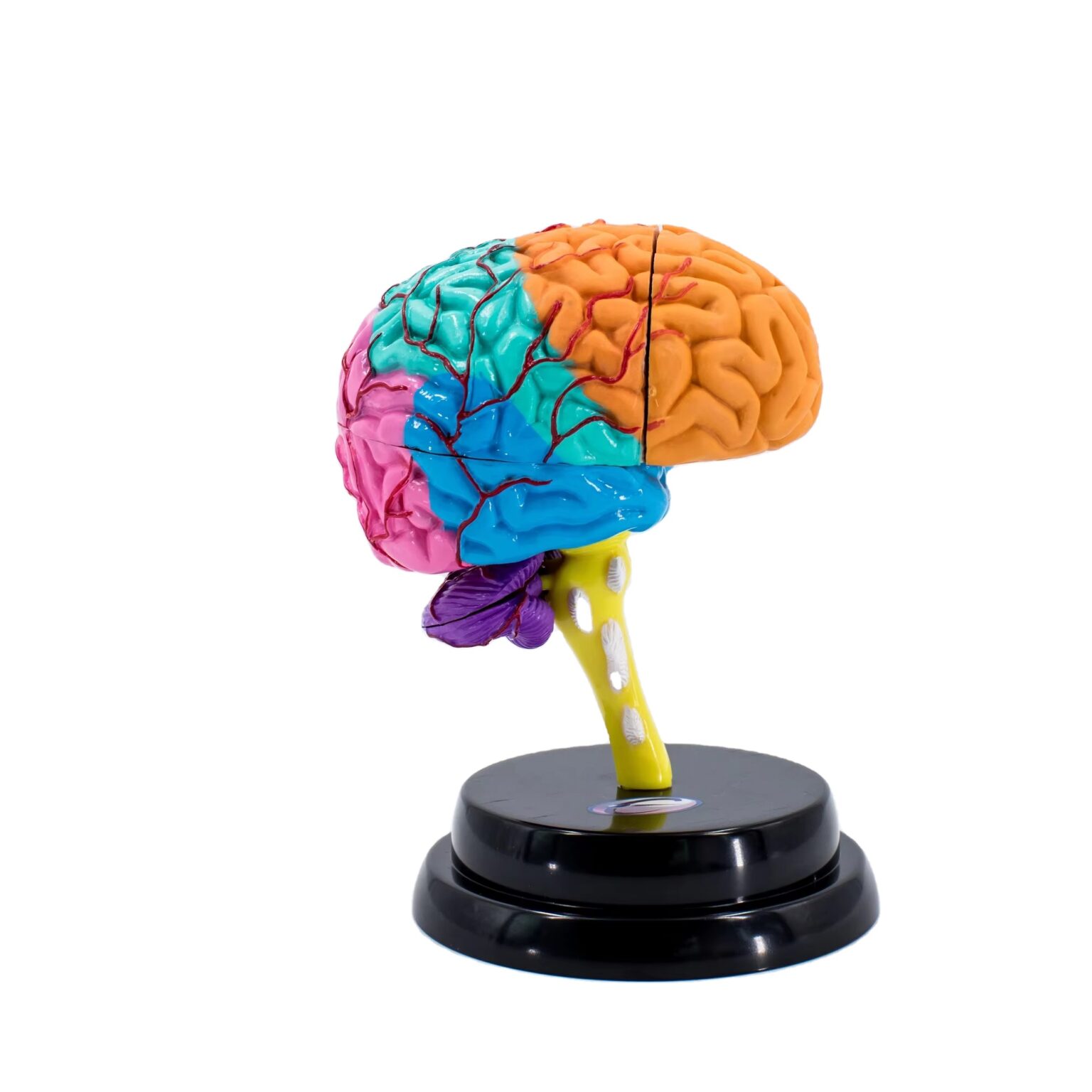 Human Brain Anatomical Model