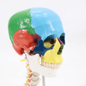 Didactic Human Skull Model on Cervical Spine