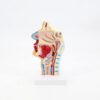 Human Anatomical Nasal Cavity Throat Anatomy Model