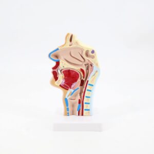 Human Anatomical Nasal Cavity Throat Anatomy Model