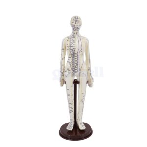 Human Body Skeleton