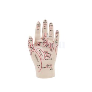 Human Body Skeleton-Hand model