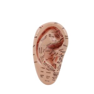 Human Body Skeleton-Ear model