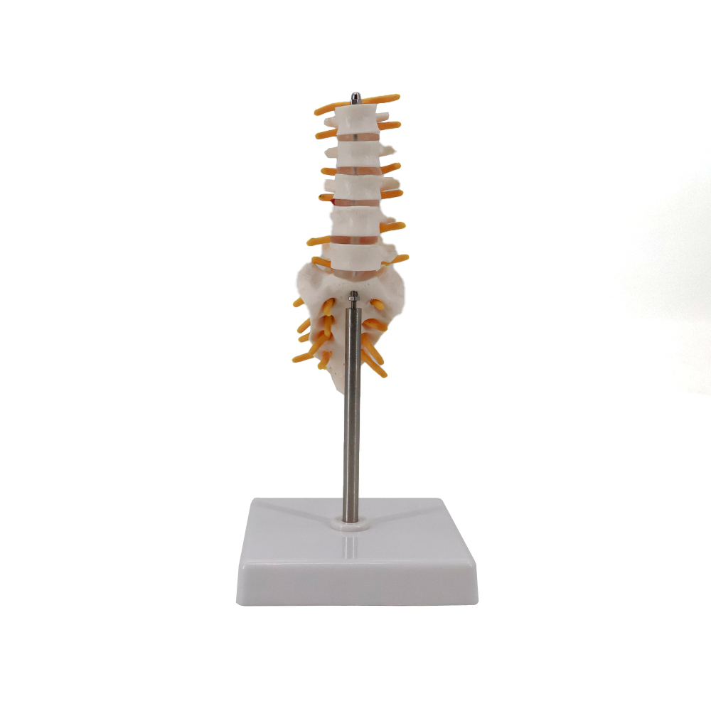 Human Lumbar Vertebrae Anatomy Model 6 Inch