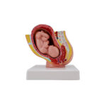 Human Female Pelvis During the 9th Month of Pregnancy