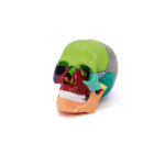 skull model anatomy