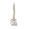 Human Vertebral Column Anatomical Model