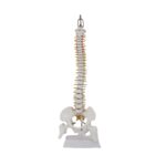 Human Vertebral Column Anatomical Model