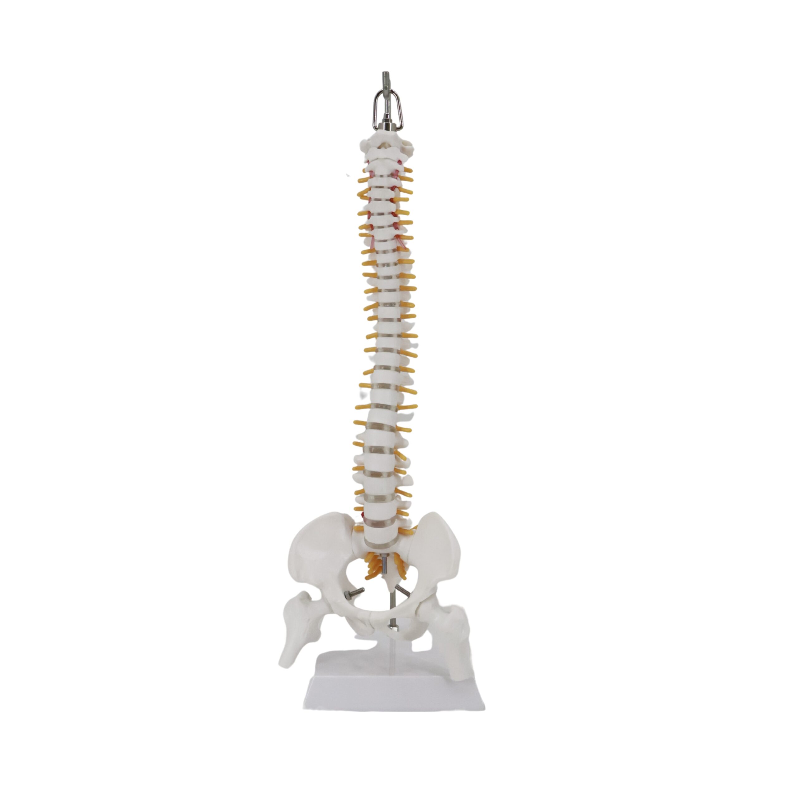 Human Vertebral Column Anatomical Model