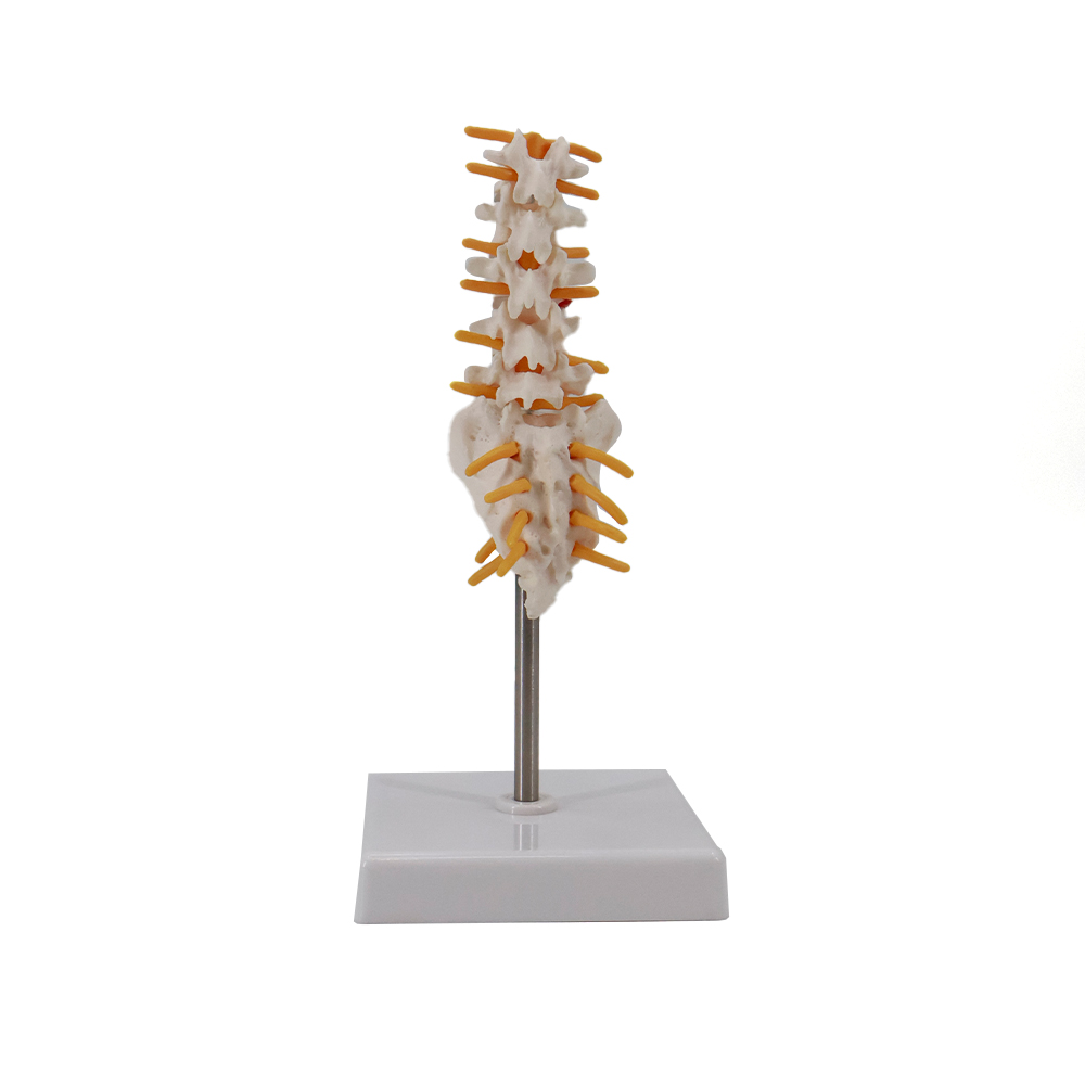Human Lumbar Vertebrae Anatomy Model 6 Inch