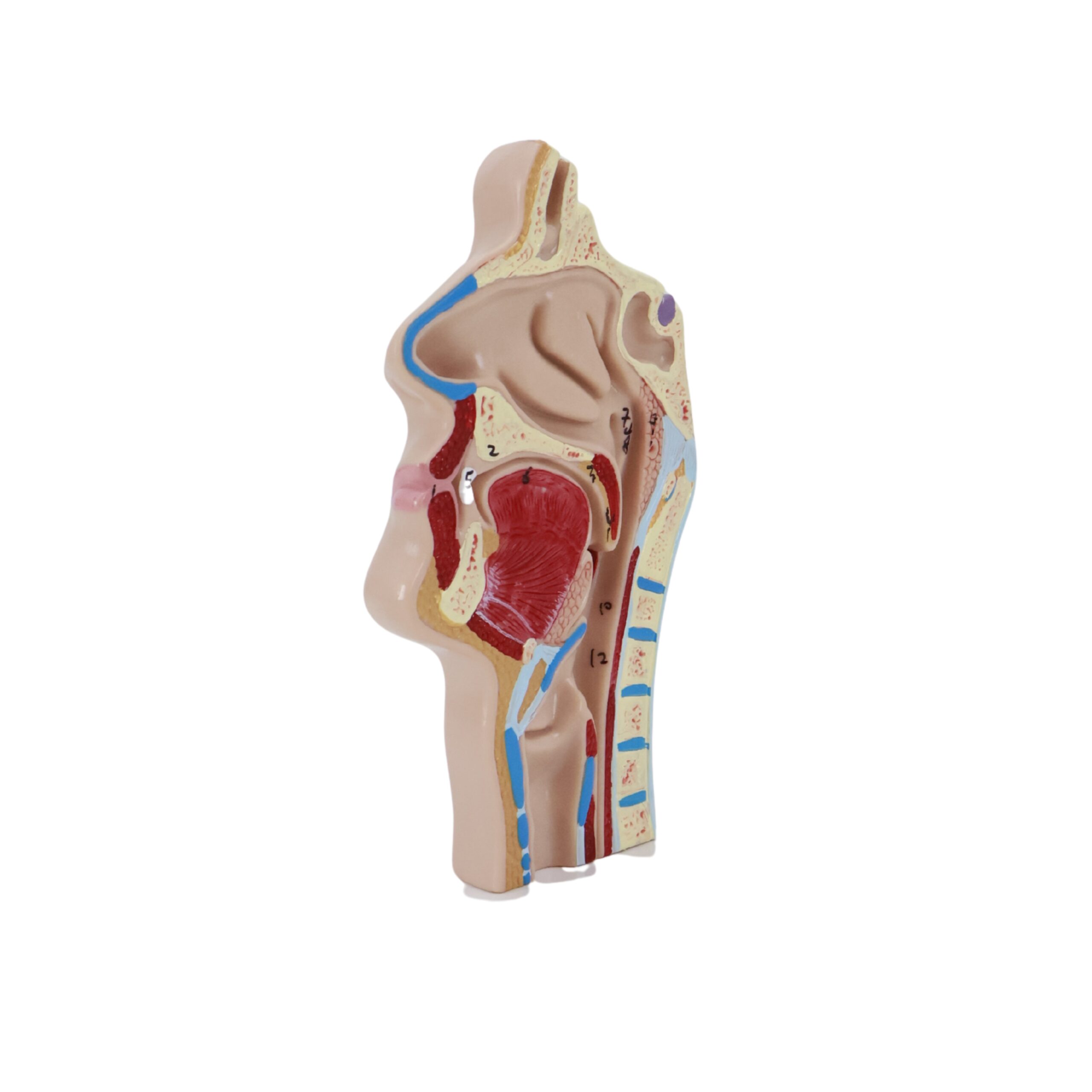 Nasal Cavity Throat Anatomy Model