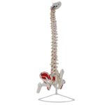 Human Vertebral Column Anatomical Model 85 cm