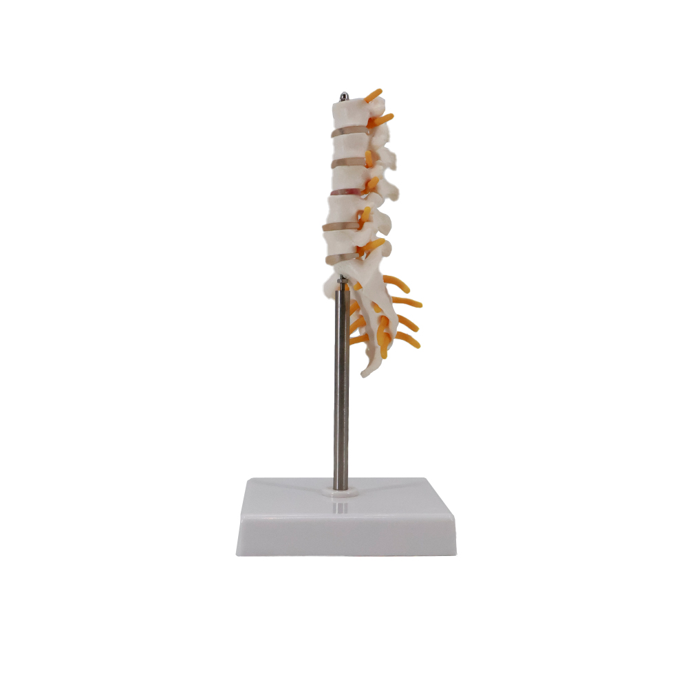 Human Lumbar Vertebrae Anatomy Model 6 Inch
