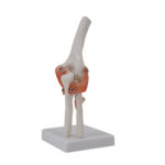 Small Knee Joint