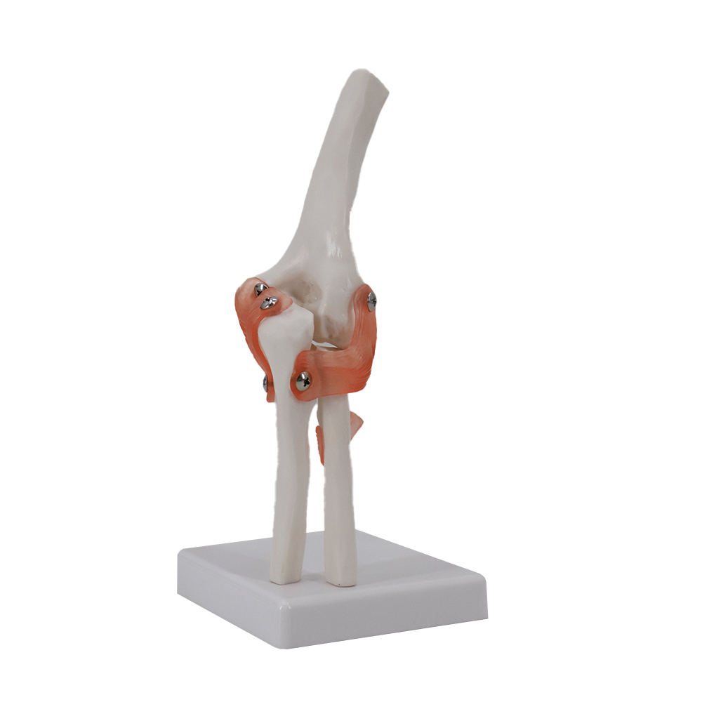 Small Knee Joint
