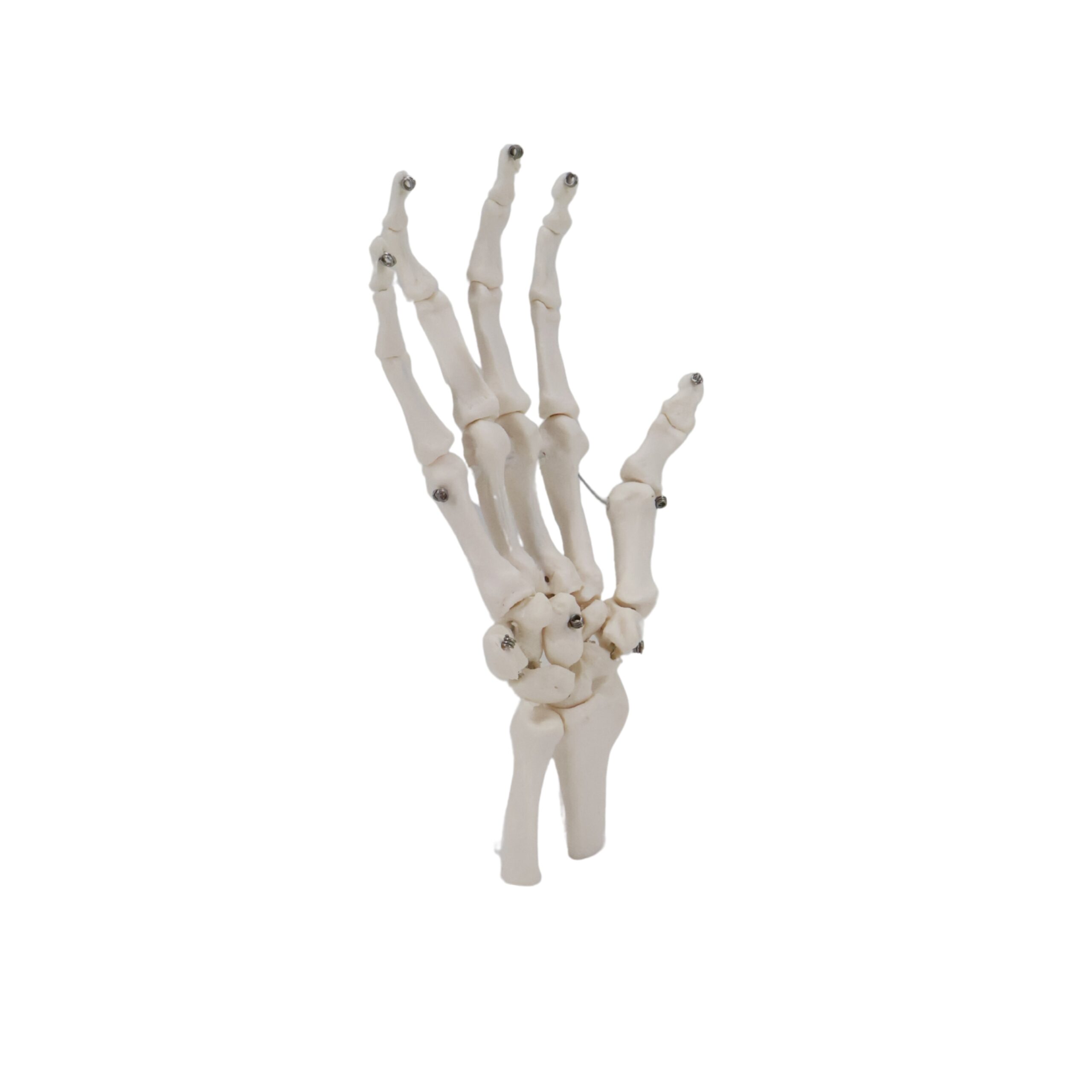 Hand Joint Anatomical Skeleton Model