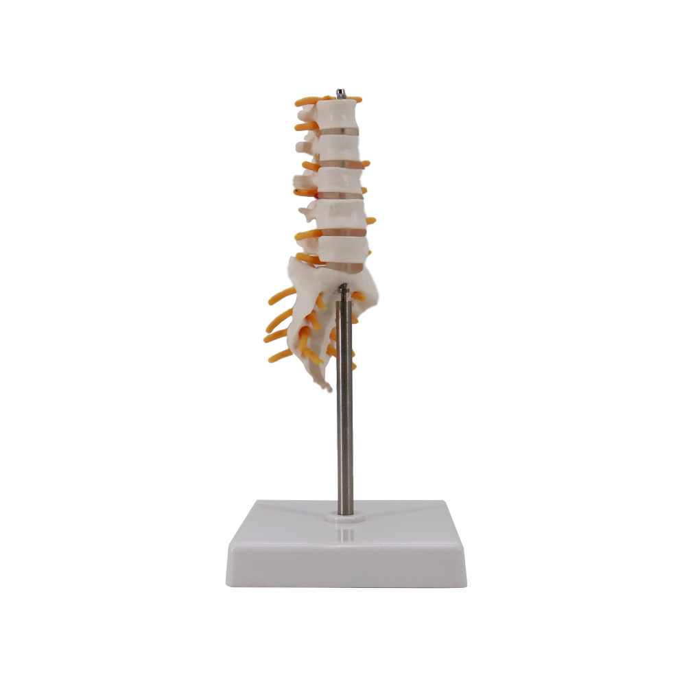 Human Lumbar Vertebrae Anatomy Model 6 Inch