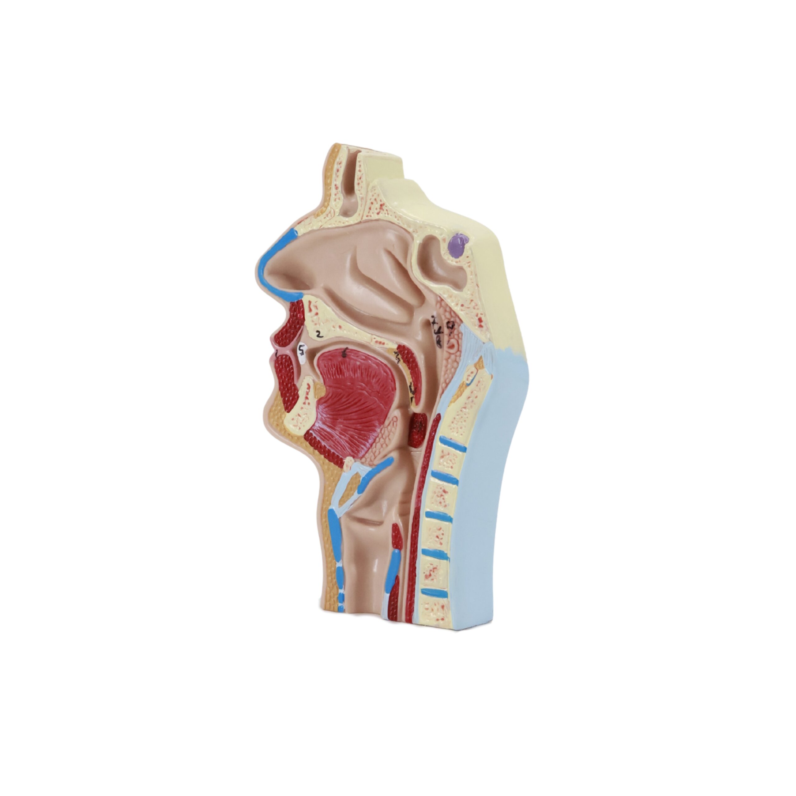 Nasal Cavity Throat Anatomy Model